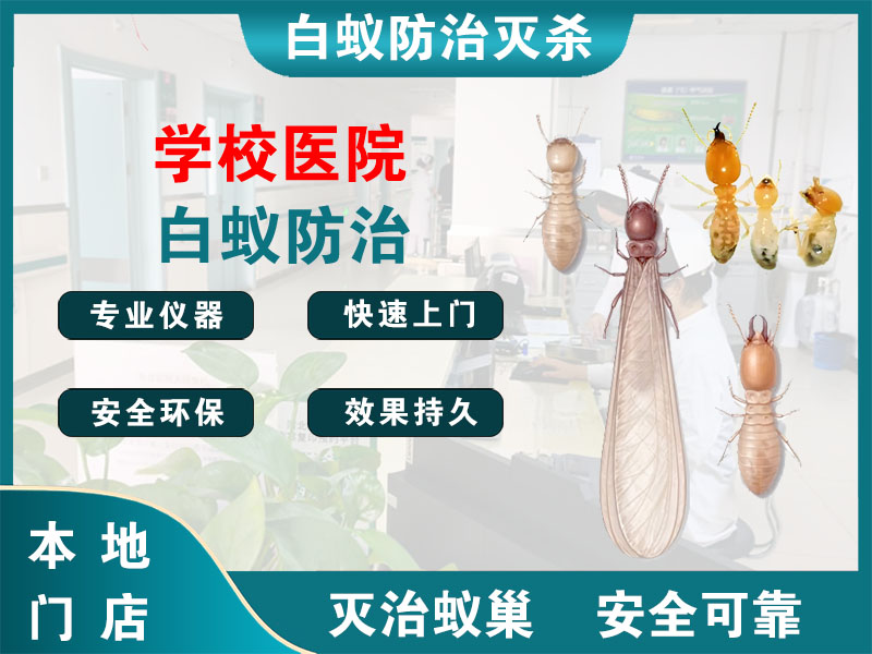 苍南学校医院白蚁防治