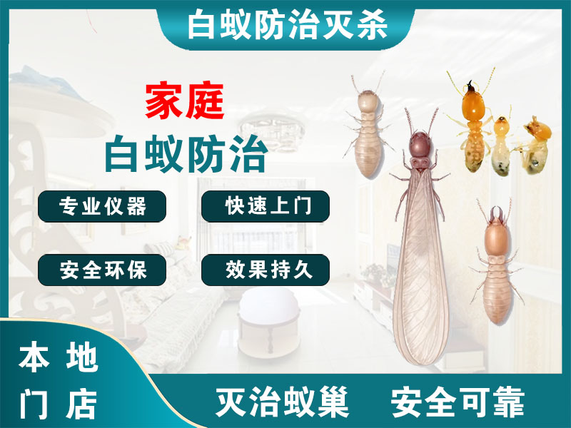 苍南家庭白蚁防治
