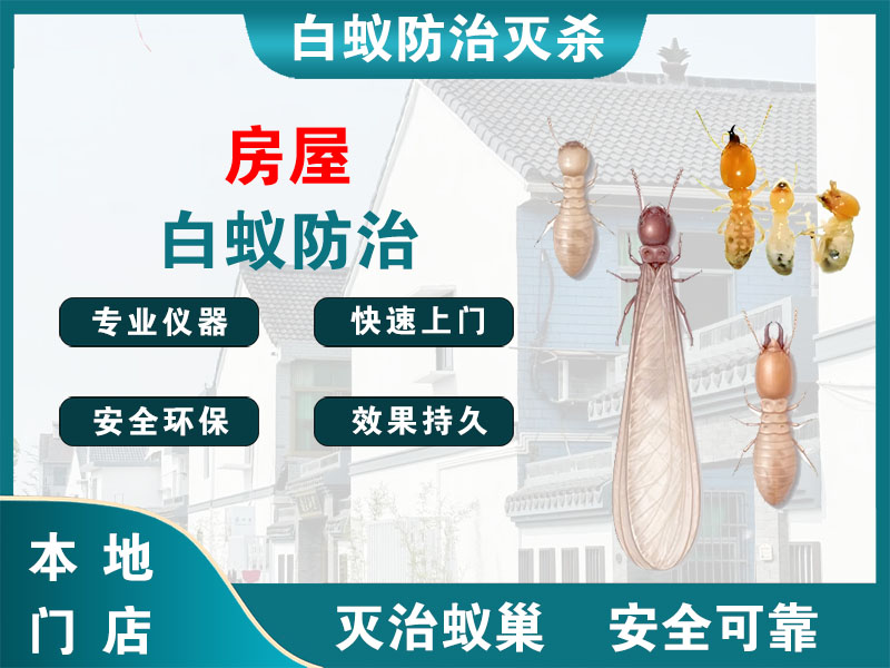 苍南房屋白蚁防治
